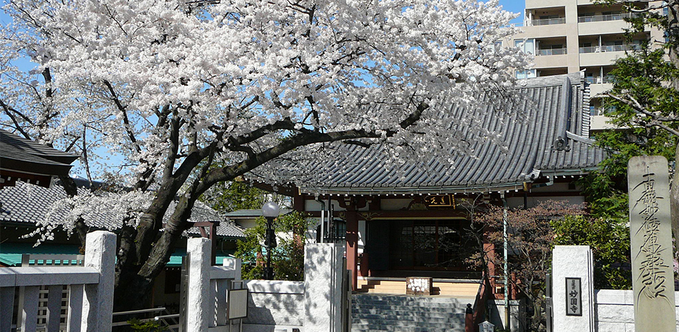 原宿のお寺 日蓮宗蓮光山妙円寺